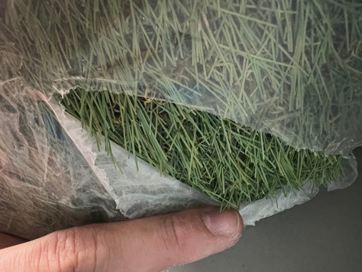 人口芝   新品