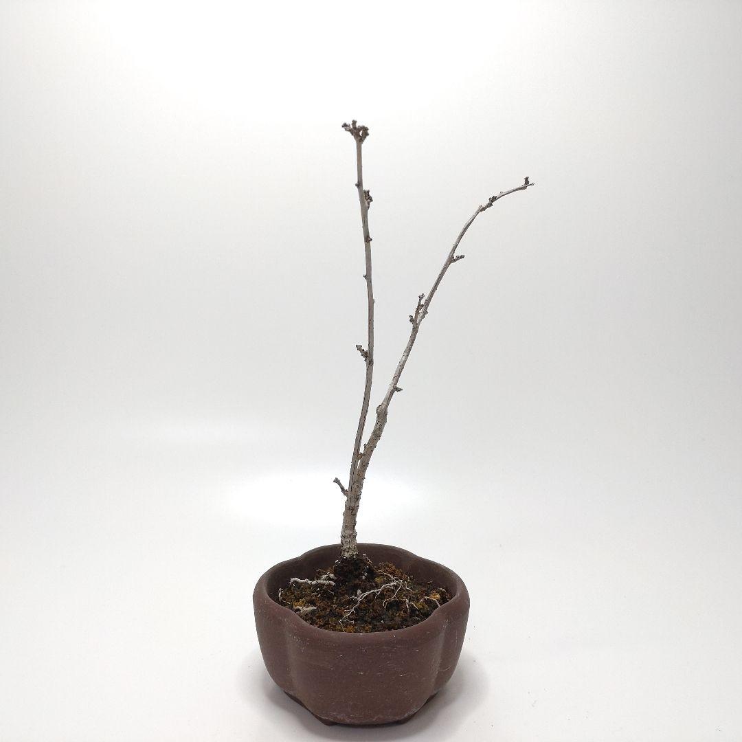 寒樹蔓梅擬（ツルウメモドキ）盆栽 SS001