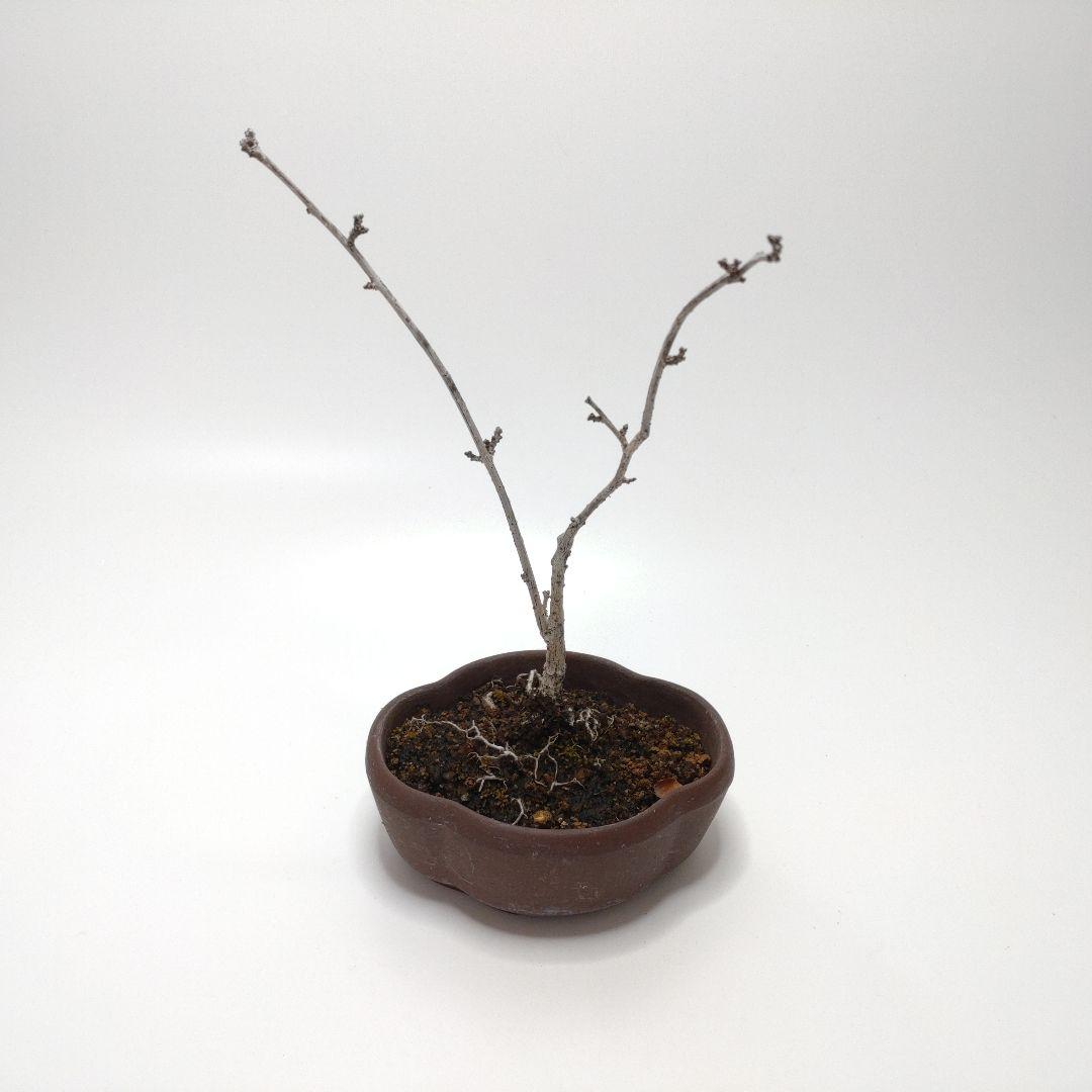 寒樹蔓梅擬（ツルウメモドキ）盆栽 SS001