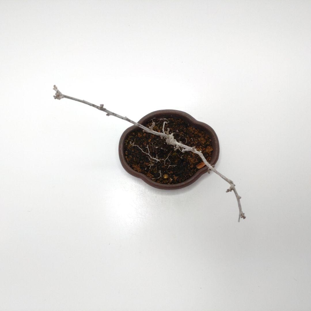 寒樹蔓梅擬（ツルウメモドキ）盆栽 SS001