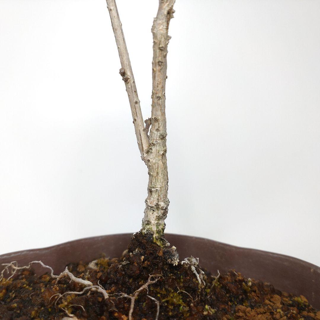 寒樹蔓梅擬（ツルウメモドキ）盆栽 SS001