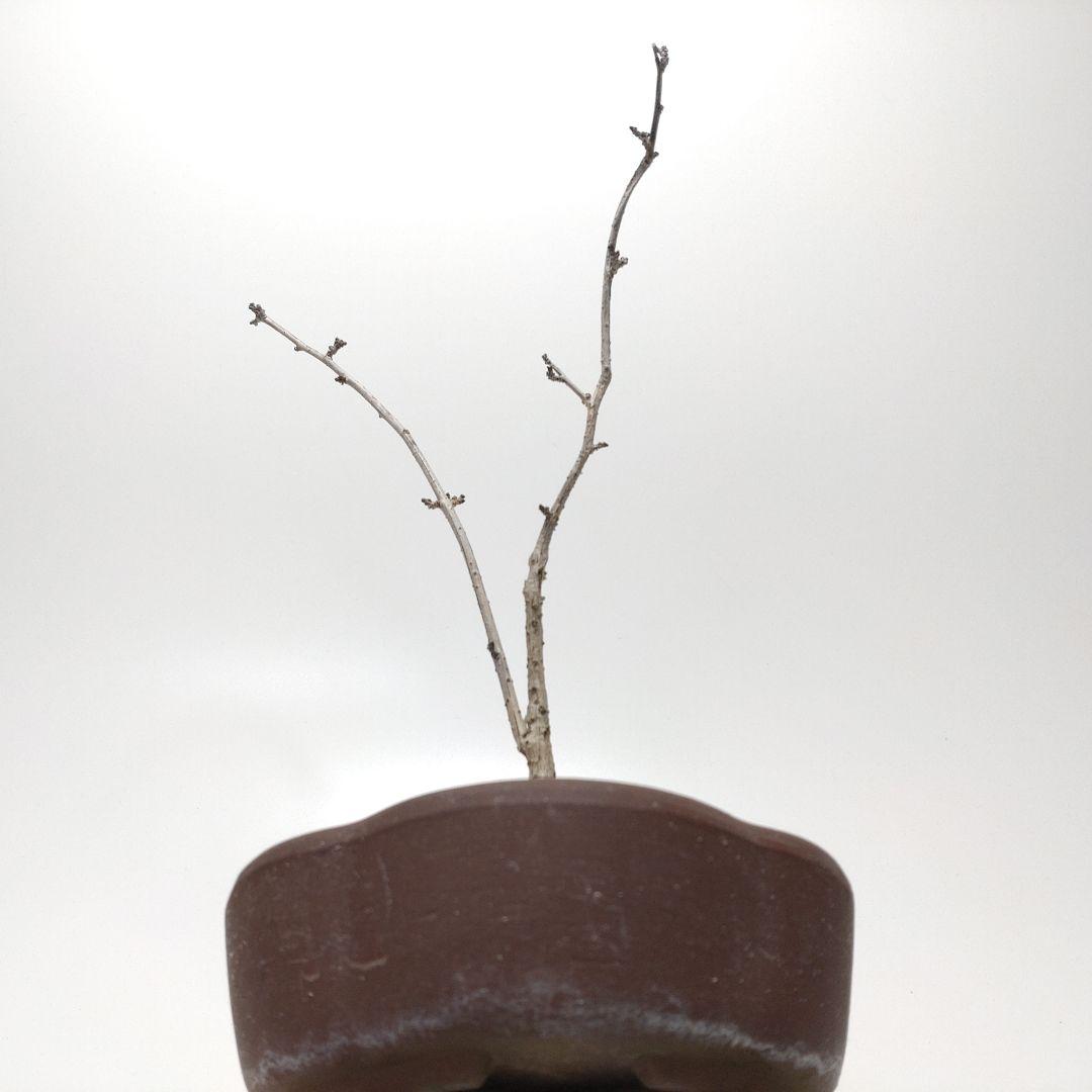 寒樹蔓梅擬（ツルウメモドキ）盆栽 SS001