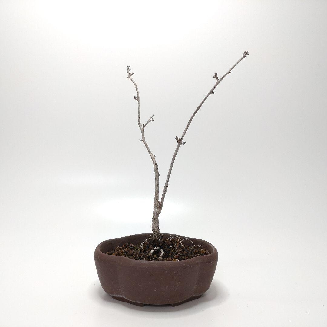 寒樹蔓梅擬（ツルウメモドキ）盆栽 SS001