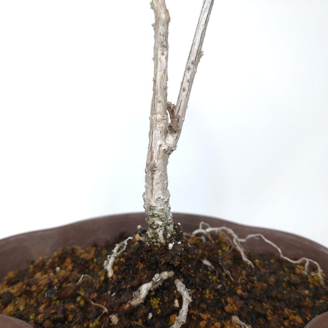 寒樹蔓梅擬（ツルウメモドキ）盆栽 SS001