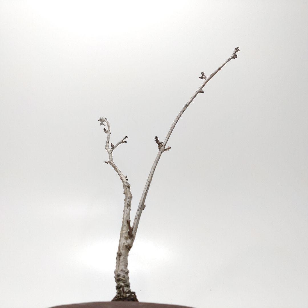 寒樹蔓梅擬（ツルウメモドキ）盆栽 SS001