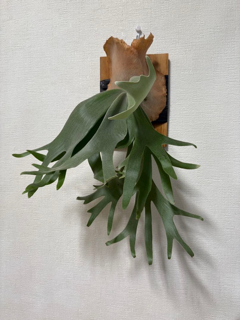 けんちゃん ビカクシダ2株