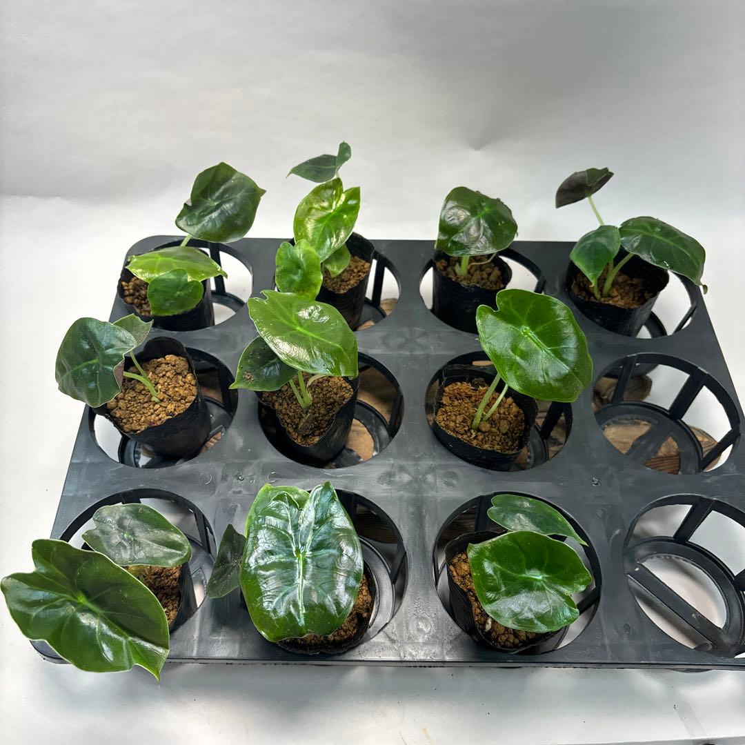 j*r様 10株セットms128アロカシア ‘ゴールドボーン'gold bone