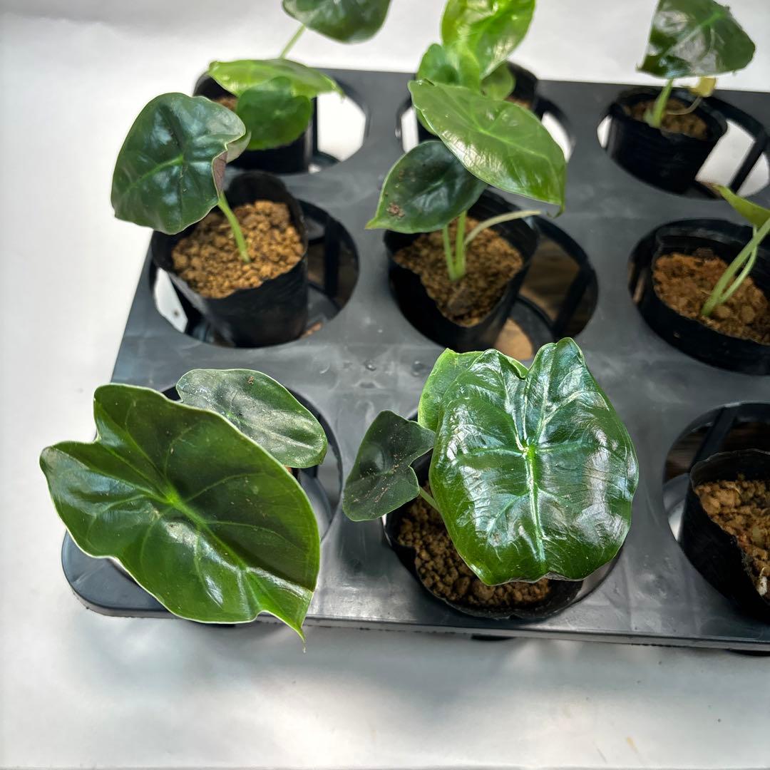 j*r様 10株セットms128アロカシア ‘ゴールドボーン'gold bone