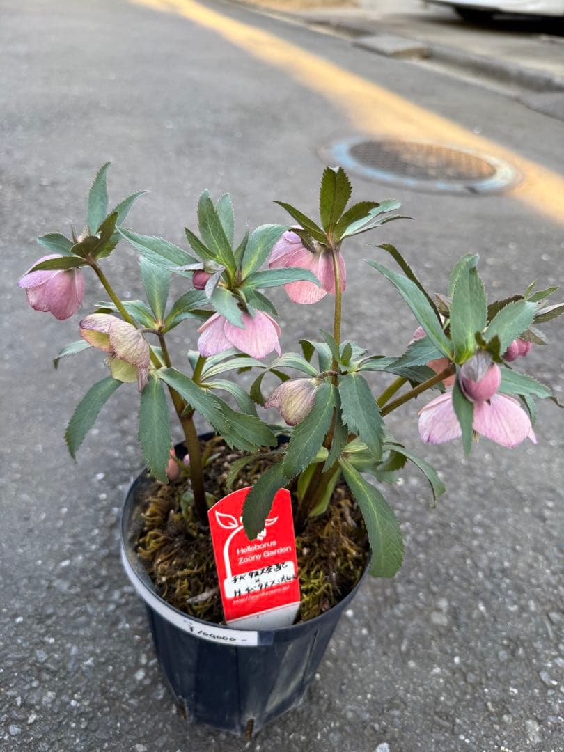 ★希少！チベタヌス 戻し交配 チベタヌス ハイブリッド★クリスマスローズ開花株