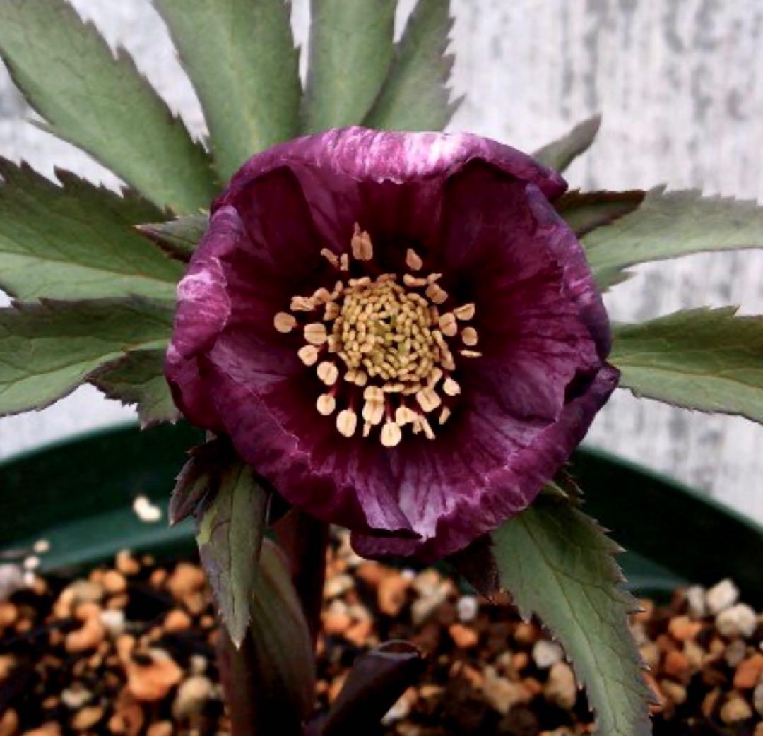 ★希少！チベタヌス 戻し交配 チベタヌス ハイブリッド★クリスマスローズ開花株