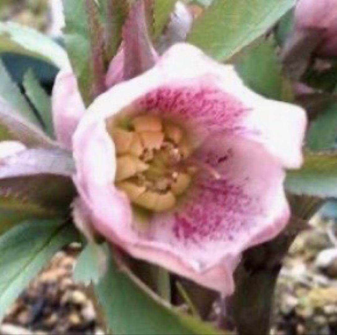 ★希少！チベタヌス 戻し交配 チベタヌス ハイブリッド★クリスマスローズ開花株