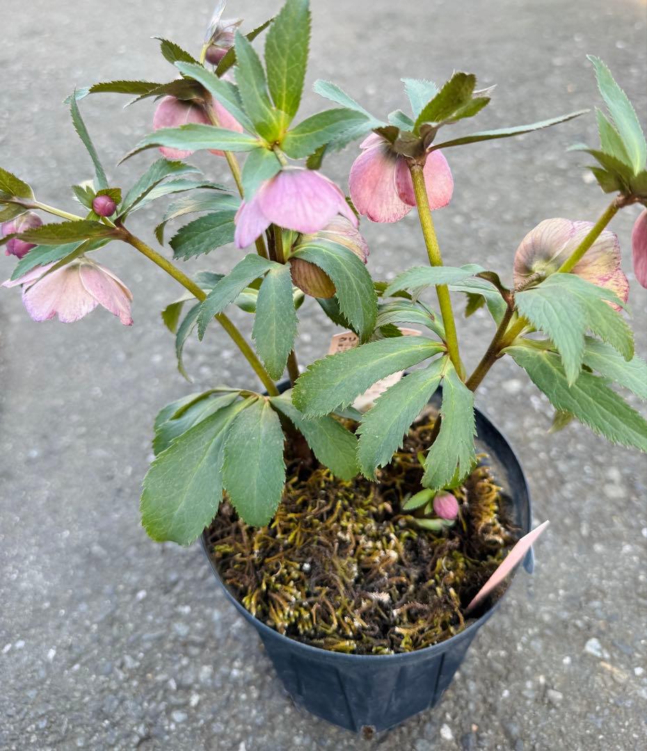 ★希少！チベタヌス 戻し交配 チベタヌス ハイブリッド★クリスマスローズ開花株