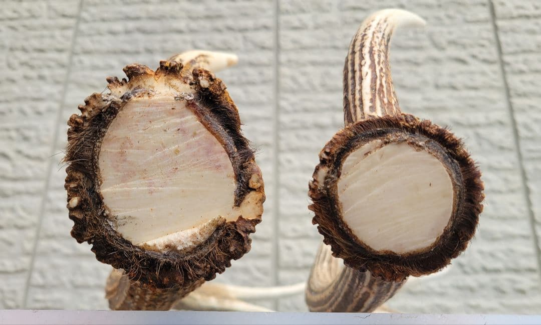 Susi　大物揃いの蝦夷鹿の角14kg相当