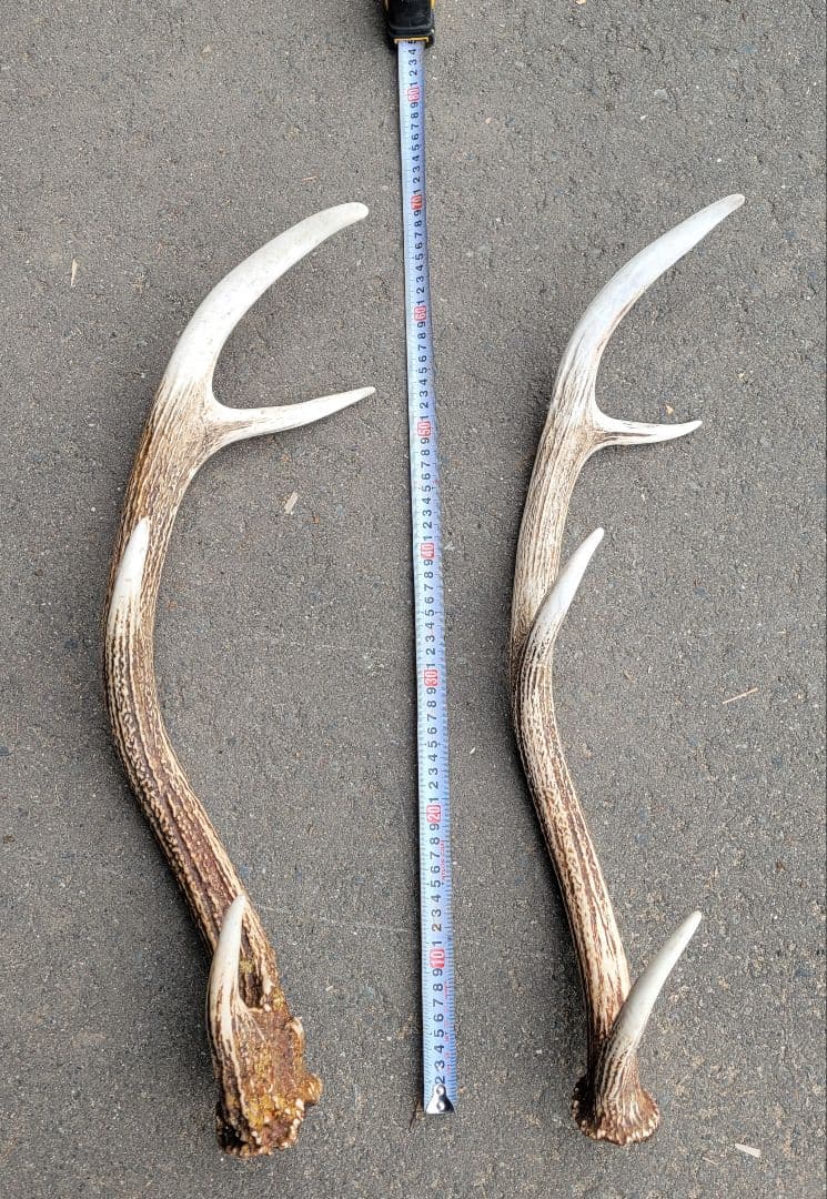 Susi　大物揃いの蝦夷鹿の角14kg相当