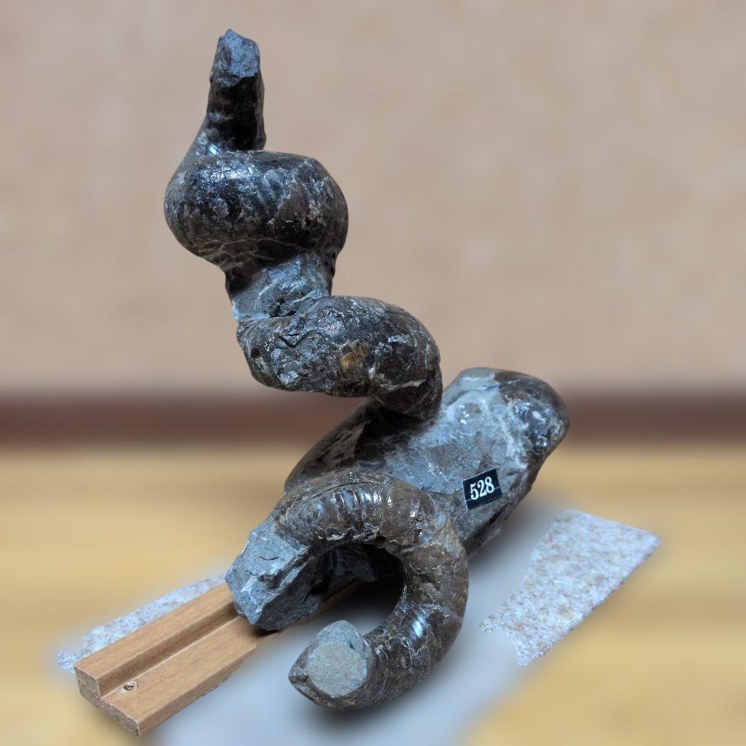 アンモナイト化石　異常巻(528)