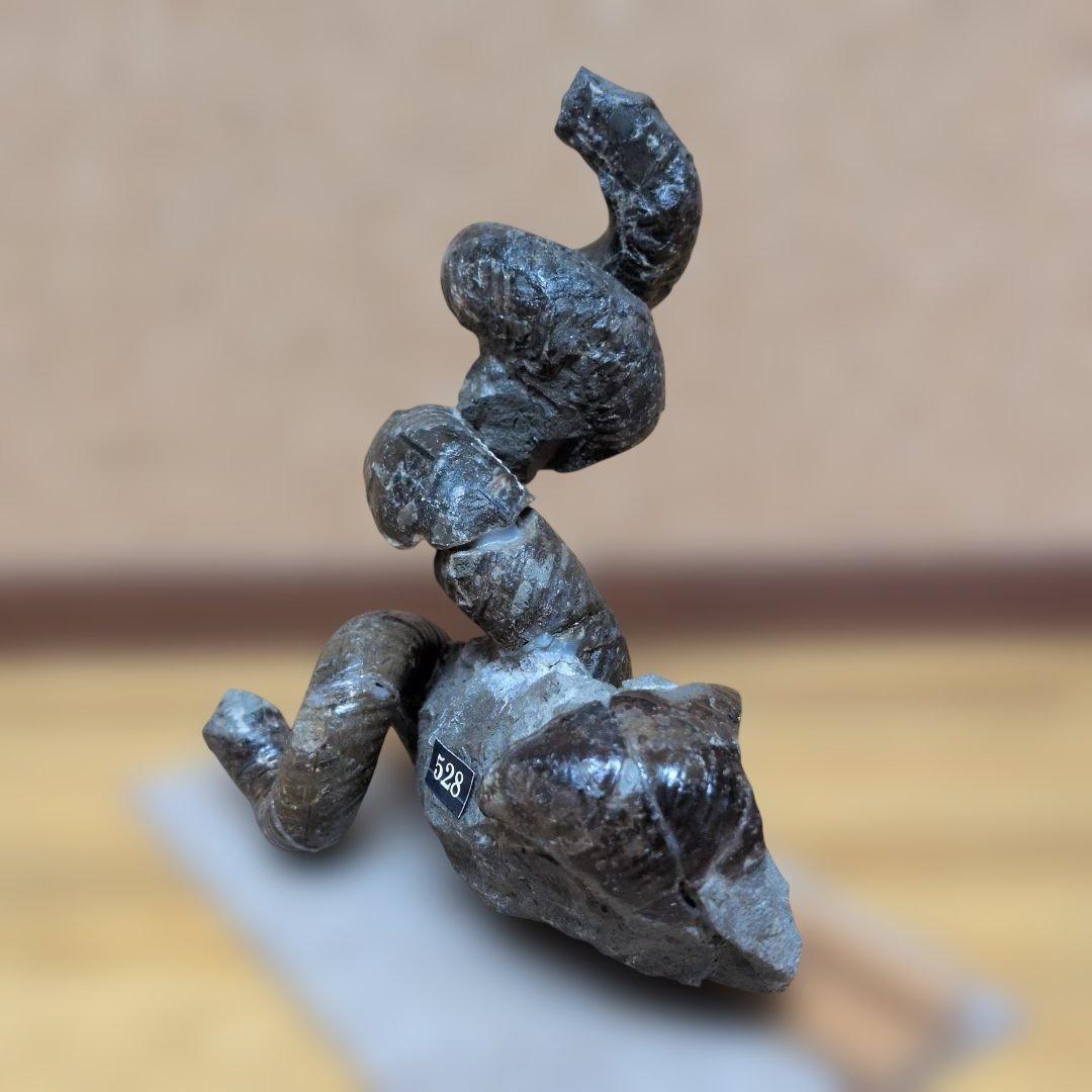 アンモナイト化石　異常巻(528)