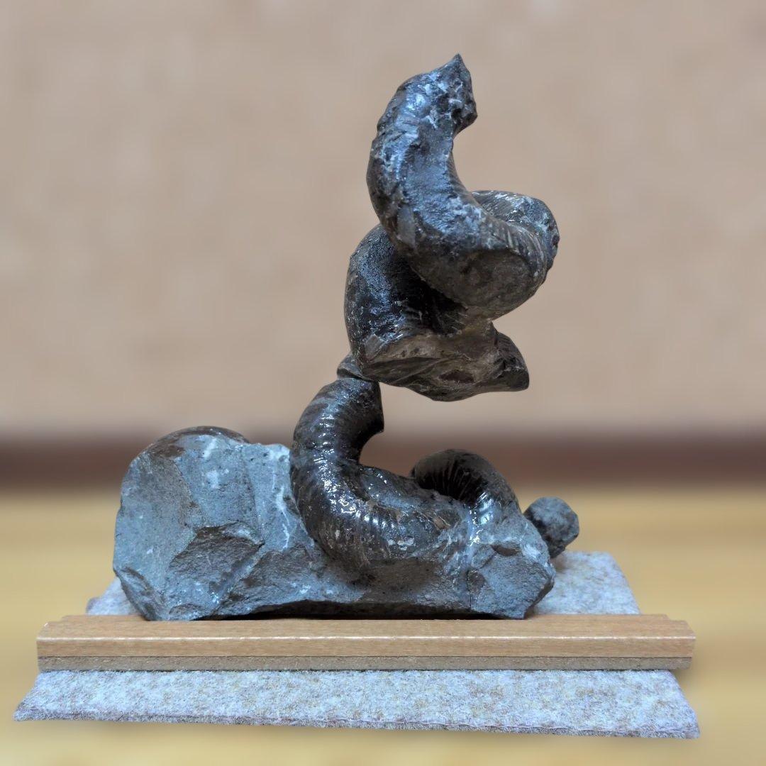 アンモナイト化石　異常巻(528)