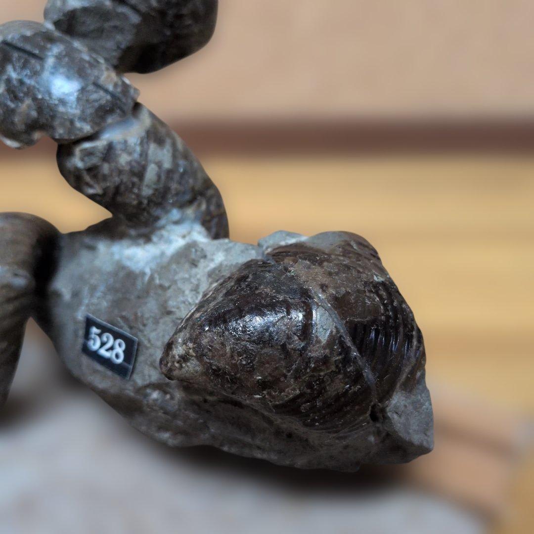 アンモナイト化石　異常巻(528)