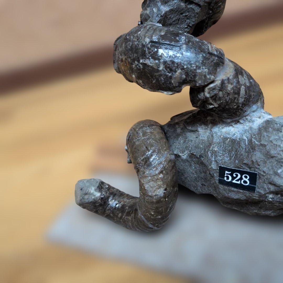 アンモナイト化石　異常巻(528)