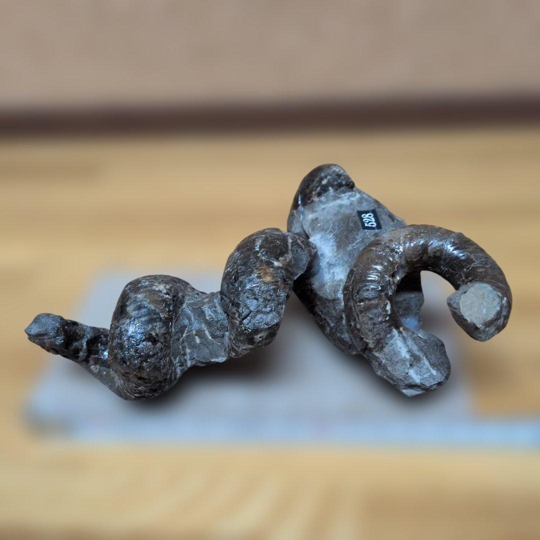 アンモナイト化石　異常巻(528)