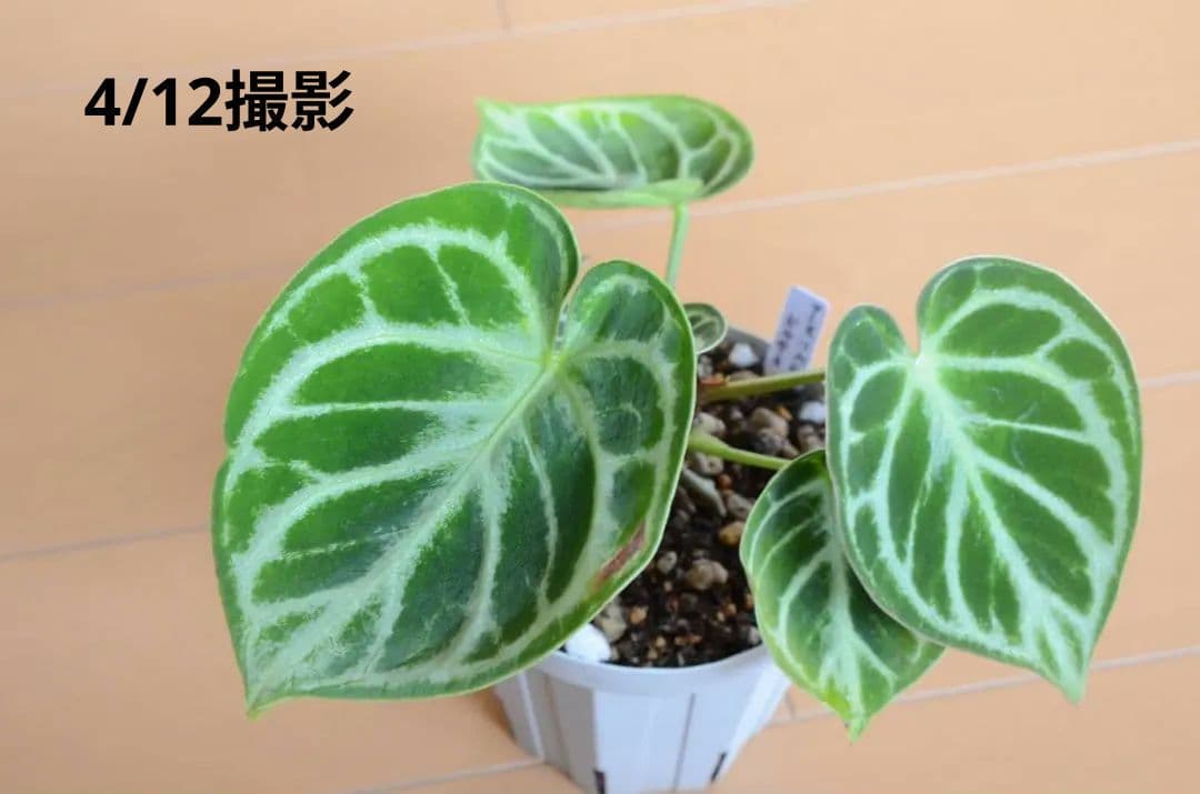 アンスリウム ドラヤキ 観葉植物