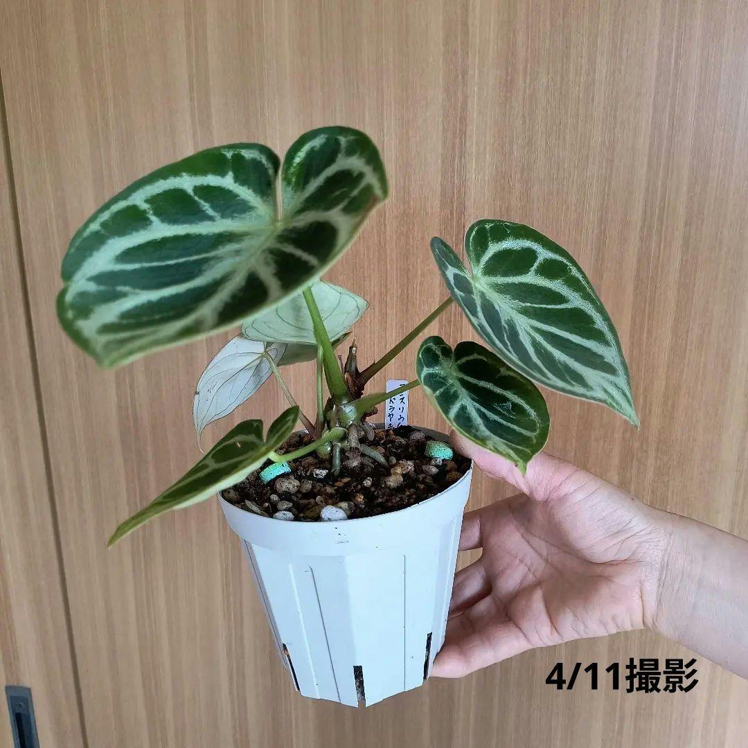 アンスリウム ドラヤキ 観葉植物