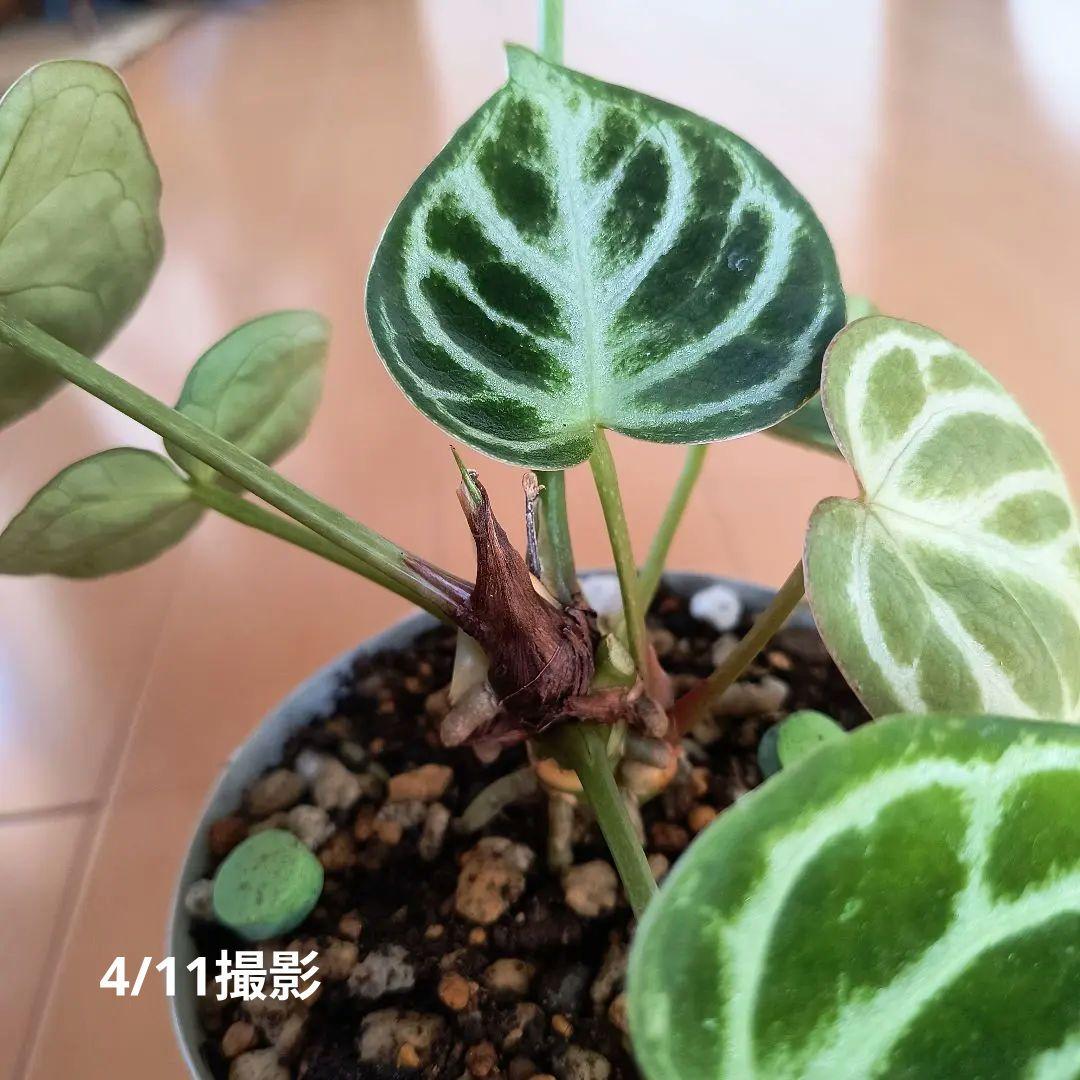アンスリウム ドラヤキ 観葉植物