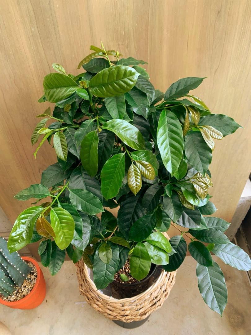 コーヒーの木　モカ品種　リビングサイズ‼️