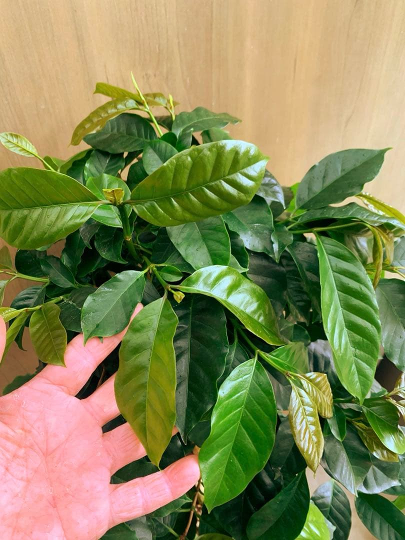コーヒーの木　モカ品種　リビングサイズ‼️