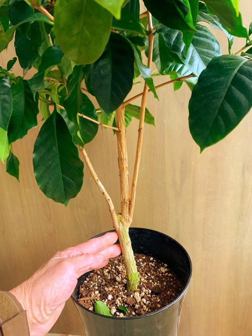 コーヒーの木　モカ品種　リビングサイズ‼️