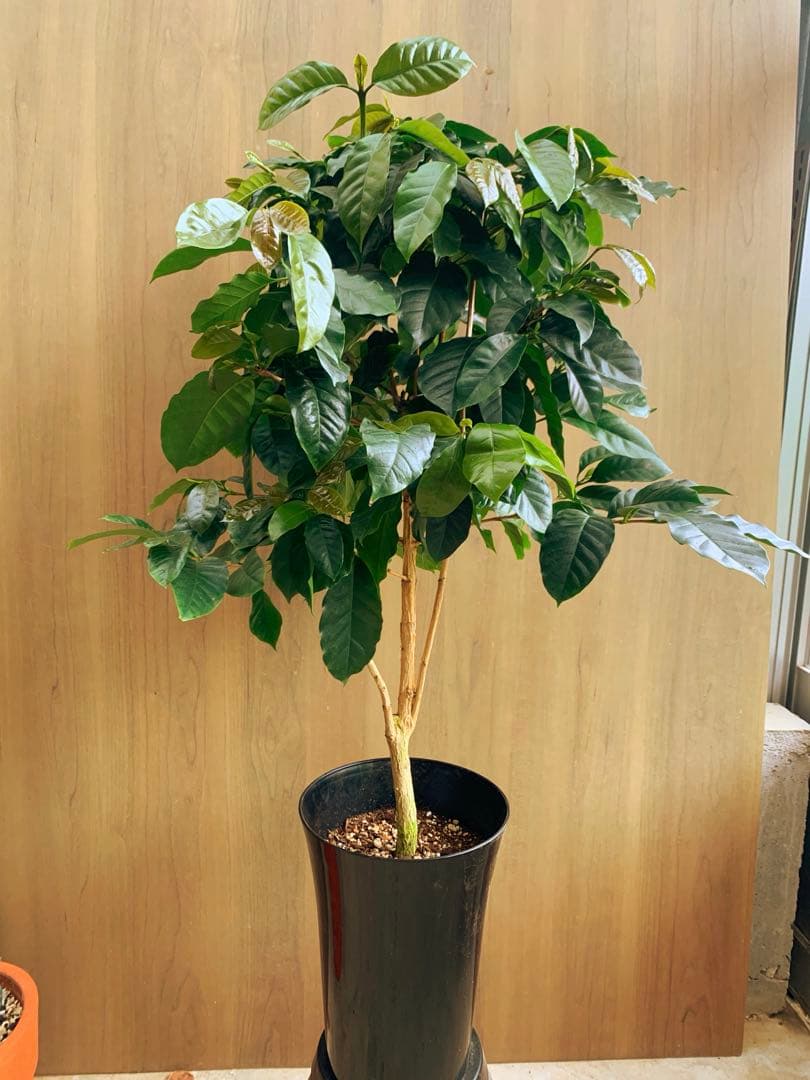 コーヒーの木　モカ品種　リビングサイズ‼️