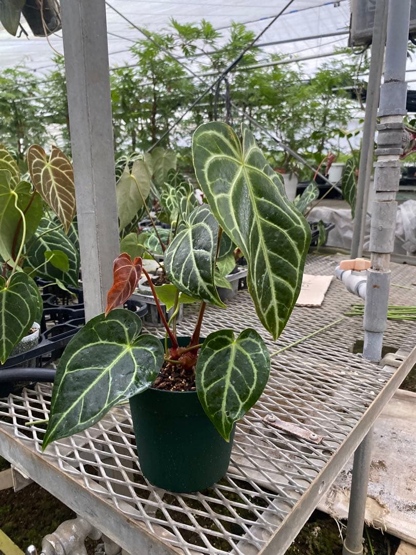 アンスリウム \"レガレ\" 選抜株！