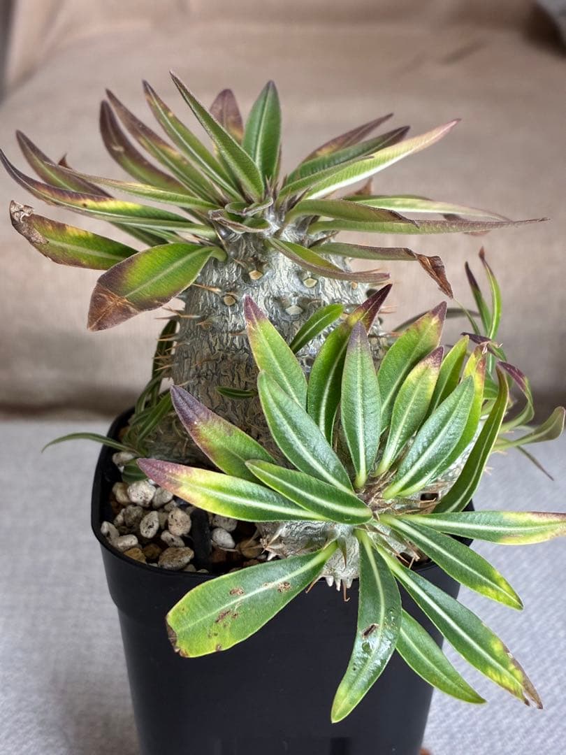 【速達・鉢ごと】パキポディウム　グラキリス✖️恵比寿大黒　実生