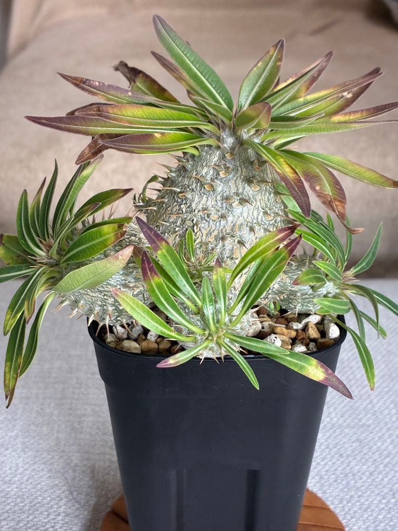 【速達・鉢ごと】パキポディウム　グラキリス✖️恵比寿大黒　実生