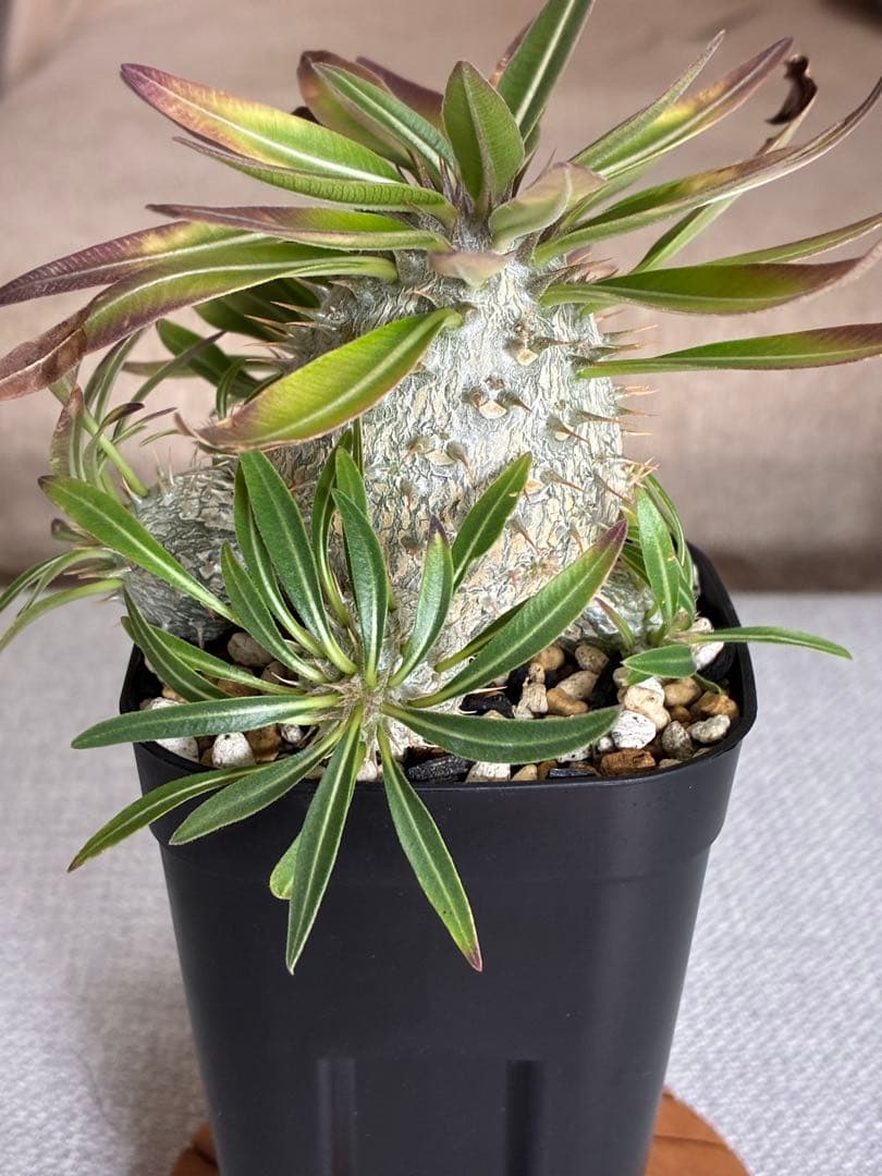 【速達・鉢ごと】パキポディウム　グラキリス✖️恵比寿大黒　実生