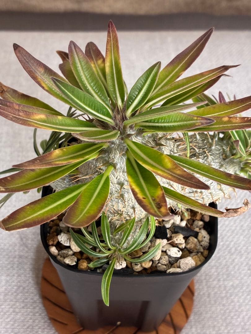 【速達・鉢ごと】パキポディウム　グラキリス✖️恵比寿大黒　実生