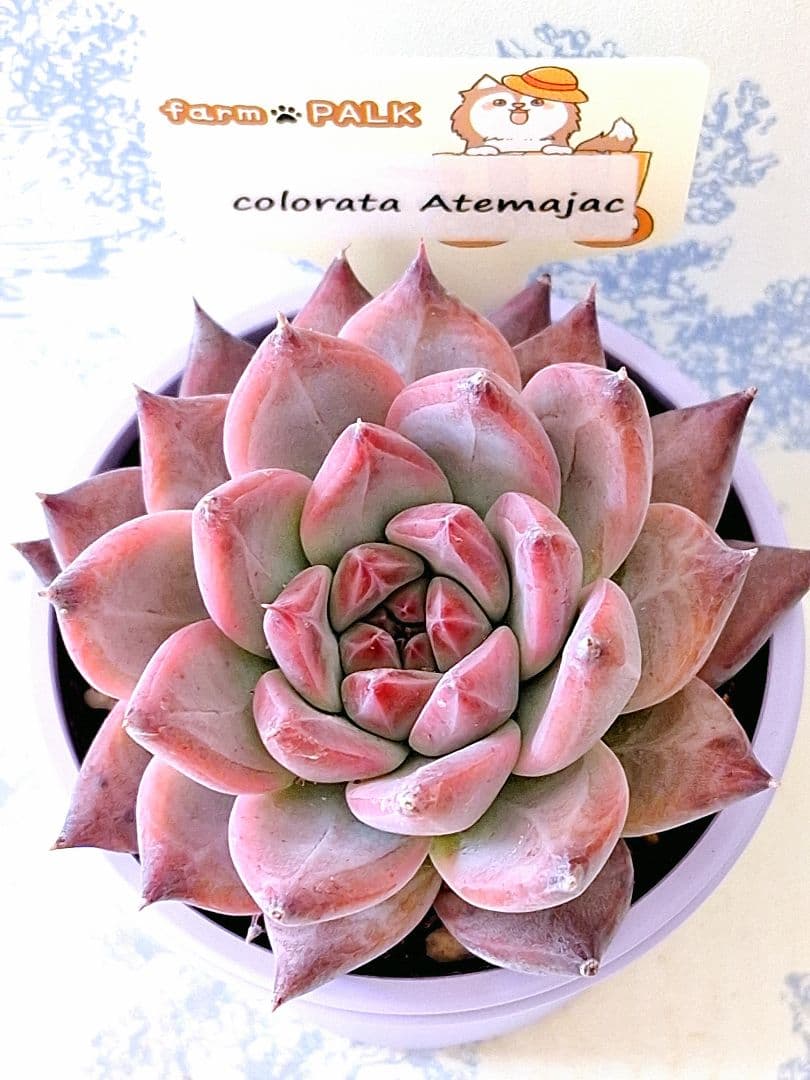 コロラータアテマハック札付きポットごとメルカリ便ファームパルクさん苗