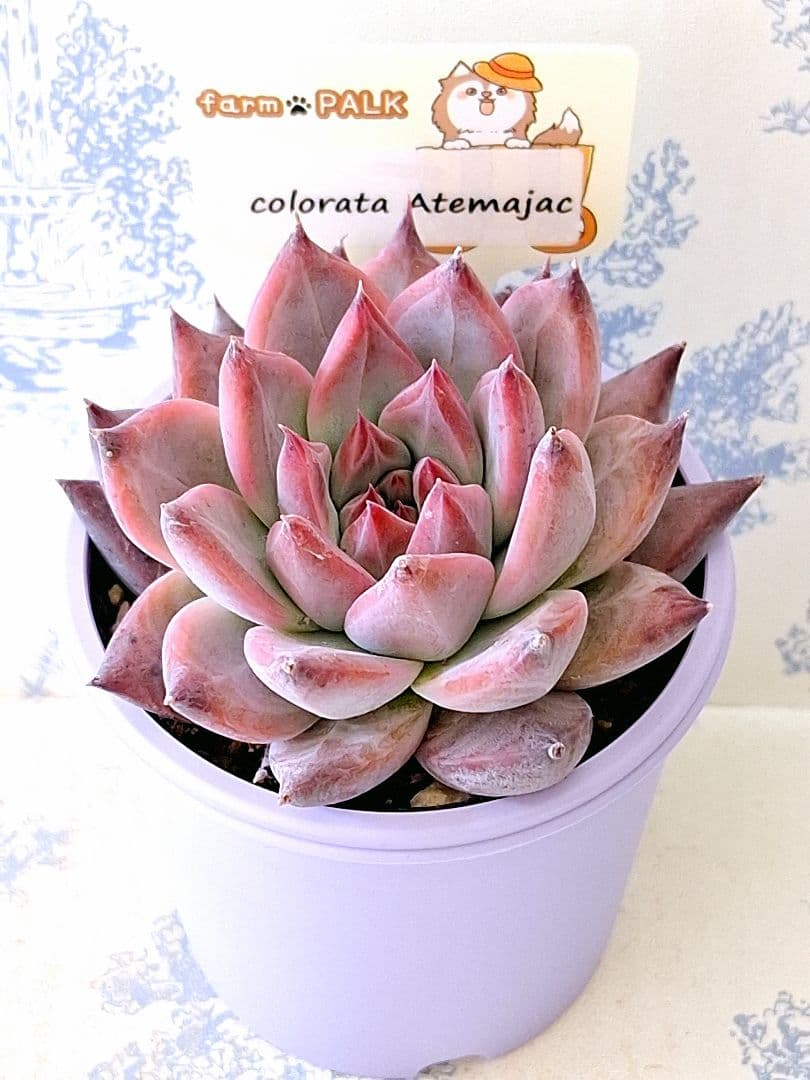 コロラータアテマハック札付きポットごとメルカリ便ファームパルクさん苗