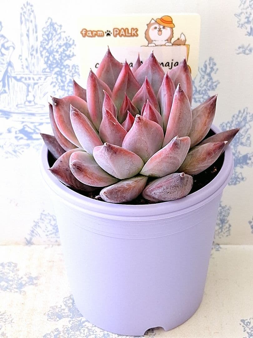 コロラータアテマハック札付きポットごとメルカリ便ファームパルクさん苗