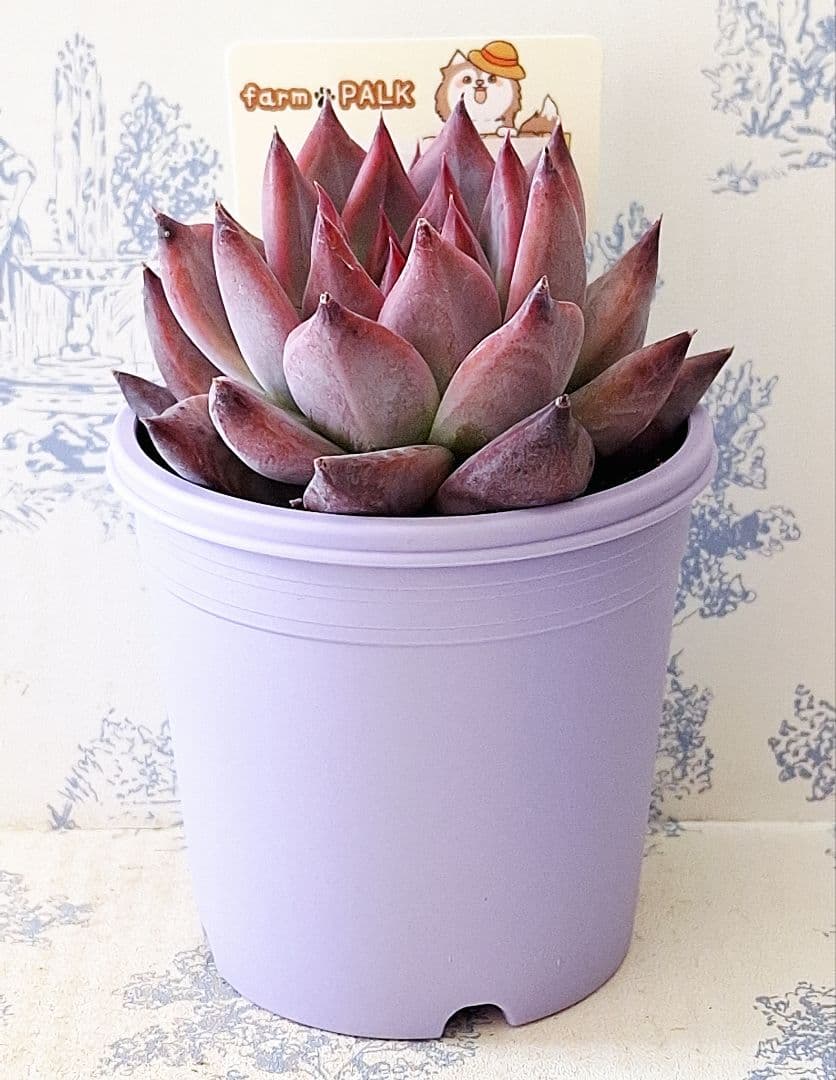 コロラータアテマハック札付きポットごとメルカリ便ファームパルクさん苗