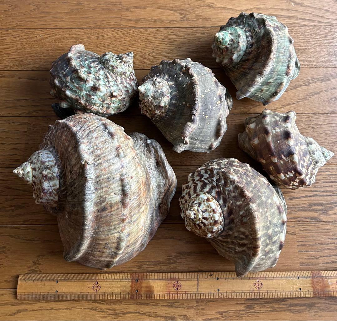 夜光貝　6個セット　ふた付き　徳之島