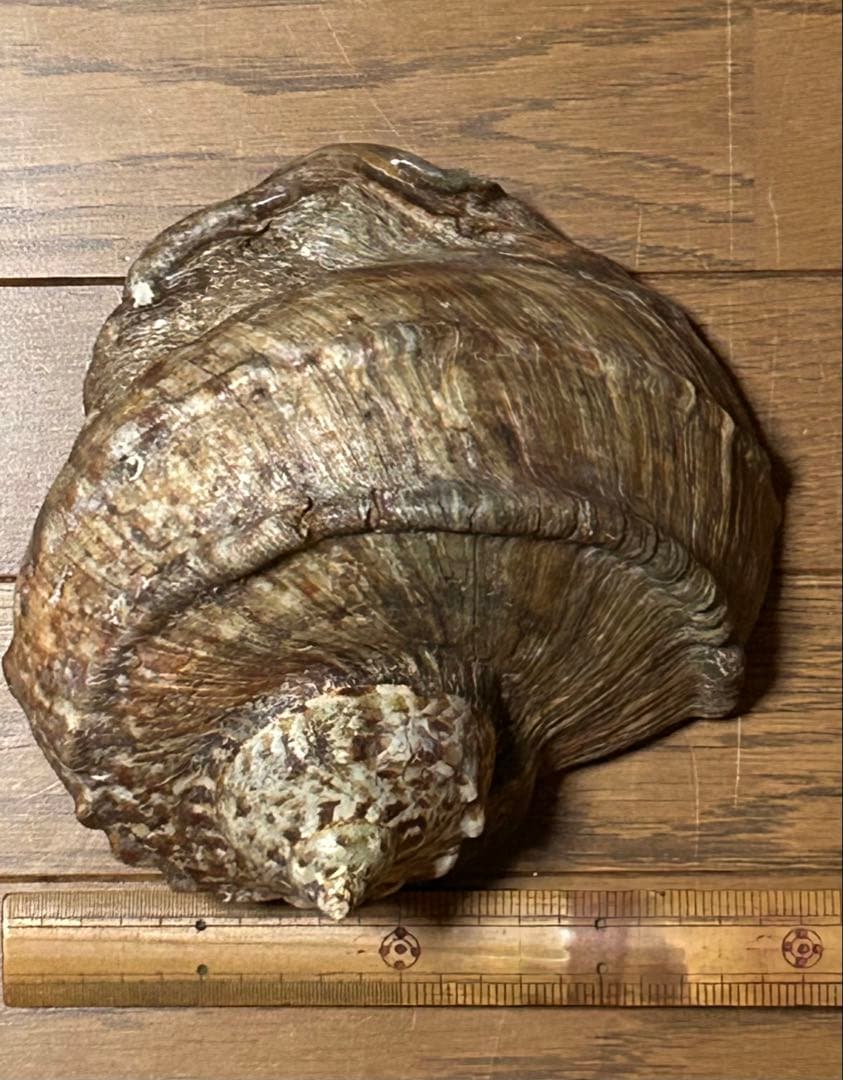 夜光貝　6個セット　ふた付き　徳之島