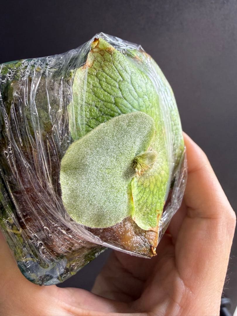 willinckii 伊弉諾 子株 ビカクシダ