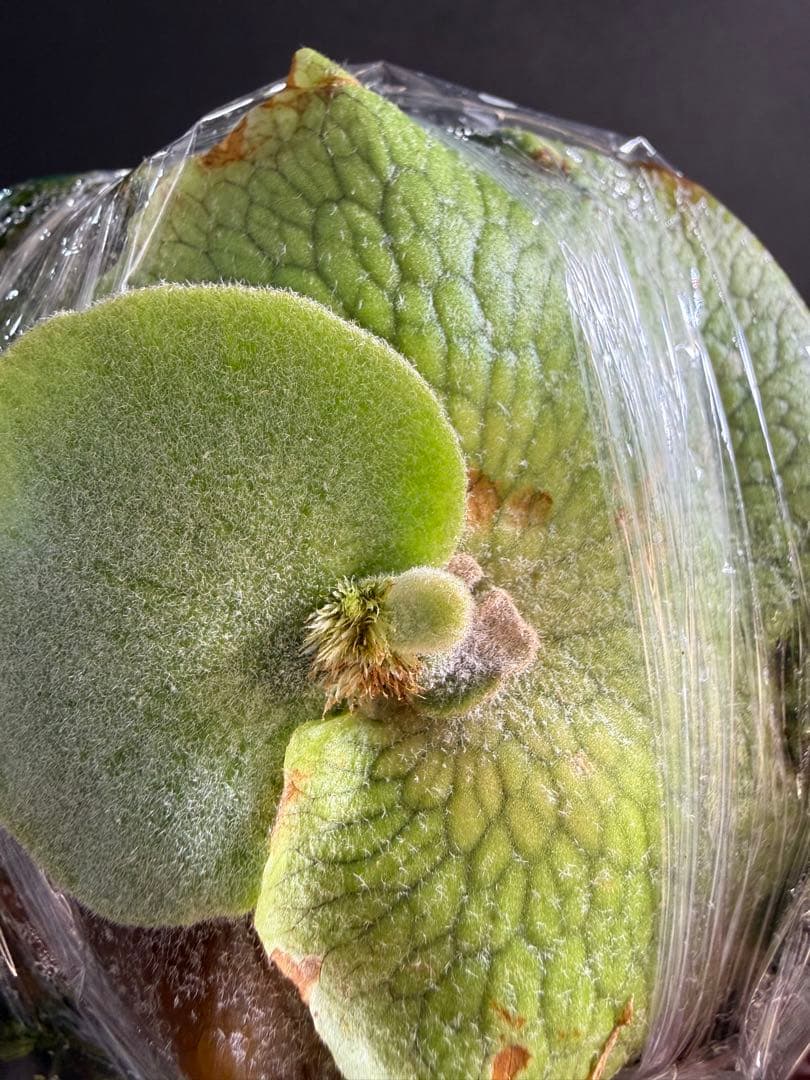 willinckii 伊弉諾 子株 ビカクシダ