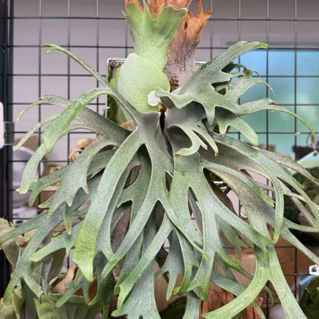 willinckii 伊弉諾 子株 ビカクシダ