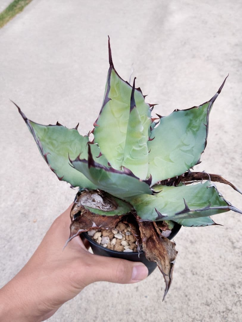 特選カリフォルニア輸入 アガベ チタノタ ×コロラータ ハイブリッド\"チタコロ\"