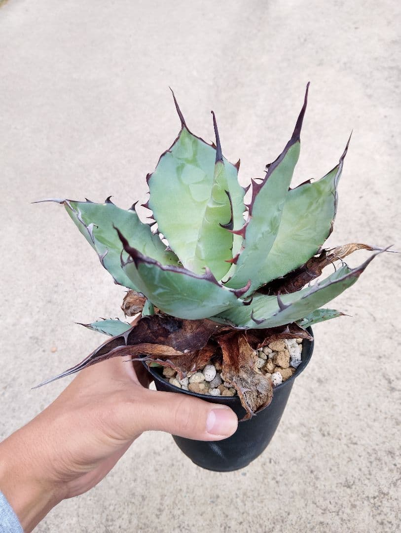 特選カリフォルニア輸入 アガベ チタノタ ×コロラータ ハイブリッド\"チタコロ\"