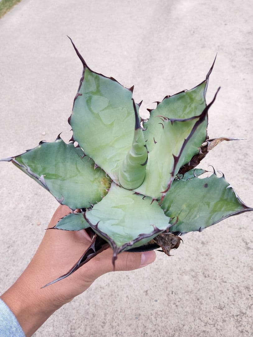 特選カリフォルニア輸入 アガベ チタノタ ×コロラータ ハイブリッド\"チタコロ\"