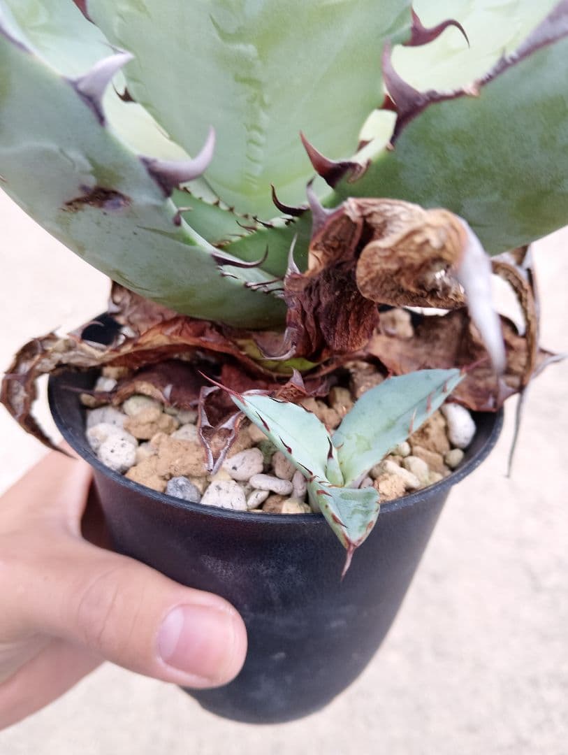 特選カリフォルニア輸入 アガベ チタノタ ×コロラータ ハイブリッド\"チタコロ\"