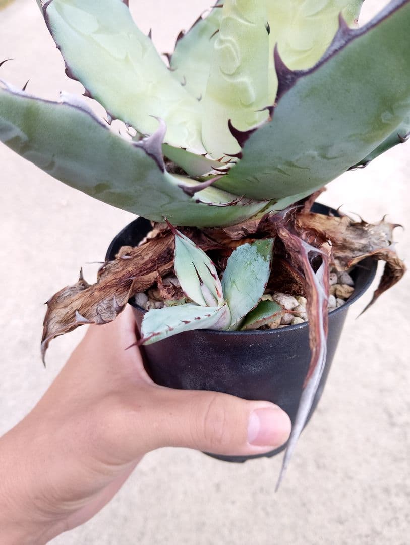 特選カリフォルニア輸入 アガベ チタノタ ×コロラータ ハイブリッド\"チタコロ\"